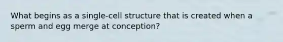 What begins as a single-cell structure that is created when a sperm and egg merge at conception?