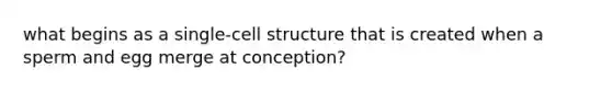 what begins as a single-cell structure that is created when a sperm and egg merge at conception?