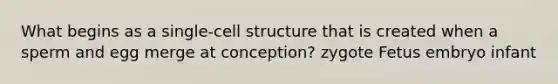 What begins as a single-cell structure that is created when a sperm and egg merge at conception? zygote Fetus embryo infant