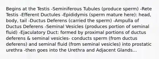 Begins at the Testis -Seminiferous Tubules (produce sperm) -Rete Testis -Efferent Ductules -Epididymis (sperm mature here): head, body, tail -Ductus Deferens (carried the sperm) -Ampulla of Ductus Deferens -Seminal Vesicles (produces portion of seminal fluid) -Ejaculatory Duct: formed by proximal portions of ductus deferens & seminal vesicles- conducts sperm (from ductus deferens) and seminal fluid (from seminal vesicles) into prostatic urethra -then goes into the Urethra and Adjacent Glands...