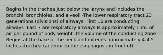 Begins in the trachea just below the larynx and includes the bronchi, bronchioles, and alveoli -The lower respiratory tract 23 generations (divisions) of airways -First 16 are conducting airways -Last 7 are respiratory airways Is approximately 1 mL of air per pound of body weight -the volume of the conducting zone Begins at the base of the neck and extends approximately 4-4.5 inches -trachea (anterior to the esophagus - in front of)