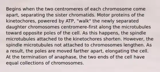 Begins when the two centromeres of each chromosome come apart, separating the sister chromatids. Motor proteins of the kinetochores, powered by ATP, "walk" the newly separated daughter chromosomes centromere-first along the microtubules toward opposite poles of the cell. As this happens, the spindle microtubules attached to the kinetochores shorten. However, the spindle microtubules not attached to chromosomes lengthen. As a result, the poles are moved farther apart, elongating the cell. At the termination of anaphase, the two ends of the cell have equal collections of chromosomes.