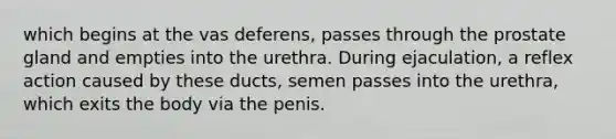 which begins at the vas deferens, passes through the prostate gland and empties into the urethra. During ejaculation, a reflex action caused by these ducts, semen passes into the urethra, which exits the body via the penis.