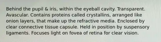 Behind the pupil & iris, within the eyeball cavity. Transparent. Avascular. Contains proteins called crystallins, arranged like onion layers, that make up the refractive media. Enclosed by clear <a href='https://www.questionai.com/knowledge/kYDr0DHyc8-connective-tissue' class='anchor-knowledge'>connective tissue</a> capsule. Held in position by suspensory ligaments. Focuses light on fovea of retina for clear vision.