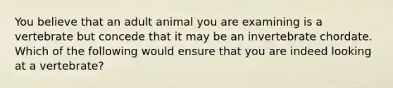 You believe that an adult animal you are examining is a vertebrate but concede that it may be an invertebrate chordate. Which of the following would ensure that you are indeed looking at a vertebrate?