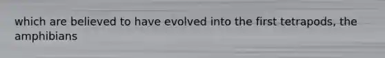 which are believed to have evolved into the first tetrapods, the amphibians