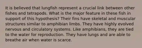 It is believed that lungfish represent a crucial link between other fishes and tetrapods. What is the major feature in these fish in support of this hypothesis? Their fins have skeletal and muscular structures similar to amphibian limbs. They have highly evolved nervous and circulatory systems. Like amphibians, they are tied to the water for reproduction. They have lungs and are able to breathe air when water is scarce.