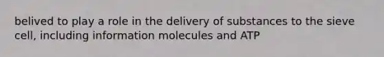 belived to play a role in the delivery of substances to the sieve cell, including information molecules and ATP