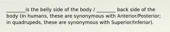 ________is the belly side of the body / ________ back side of the body (In humans, these are synonymous with Anterior/Posterior; in quadrupeds, these are synonymous with Superior/Inferior).