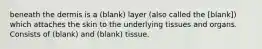 beneath the dermis is a (blank) layer (also called the [blank]) which attaches the skin to the underlying tissues and organs. Consists of (blank) and (blank) tissue.