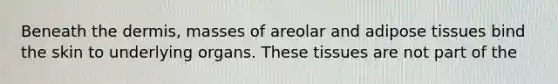 Beneath the dermis, masses of areolar and adipose tissues bind the skin to underlying organs. These tissues are not part of the