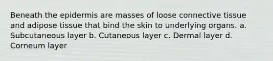 Beneath the epidermis are masses of loose connective tissue and adipose tissue that bind the skin to underlying organs. a. Subcutaneous layer b. Cutaneous layer c. Dermal layer d. Corneum layer