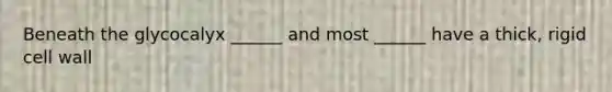 Beneath the glycocalyx ______ and most ______ have a thick, rigid cell wall
