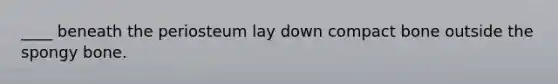 ____ beneath the periosteum lay down compact bone outside the spongy bone.