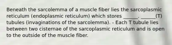 Beneath the sarcolemma of a muscle fiber lies the sarcoplasmic reticulum (endoplasmic reticulum) which stores ______. ______(T) tubules (invaginations of the sarcolemma). - Each T tubule lies between two cisternae of the sarcoplasmic reticulum and is open to the outside of the muscle fiber.