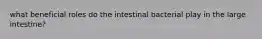 what beneficial roles do the intestinal bacterial play in the large intestine?