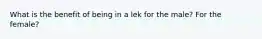 What is the benefit of being in a lek for the male? For the female?