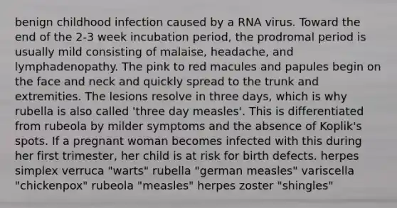 benign childhood infection caused by a RNA virus. Toward the end of the 2-3 week incubation period, the prodromal period is usually mild consisting of malaise, headache, and lymphadenopathy. The pink to red macules and papules begin on the face and neck and quickly spread to the trunk and extremities. The lesions resolve in three days, which is why rubella is also called 'three day measles'. This is differentiated from rubeola by milder symptoms and the absence of Koplik's spots. If a pregnant woman becomes infected with this during her first trimester, her child is at risk for birth defects. herpes simplex verruca "warts" rubella "german measles" variscella "chickenpox" rubeola "measles" herpes zoster "shingles"