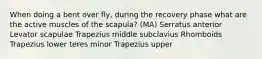 When doing a bent over fly, during the recovery phase what are the active muscles of the scapula? (MA) Serratus anterior Levator scapulae Trapezius middle subclavius Rhomboids Trapezius lower teres minor Trapezius upper