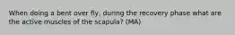 When doing a bent over fly, during the recovery phase what are the active muscles of the scapula? (MA)