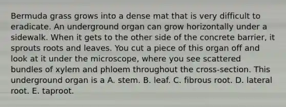 Bermuda grass grows into a dense mat that is very difficult to eradicate. An underground organ can grow horizontally under a sidewalk. When it gets to the other side of the concrete barrier, it sprouts roots and leaves. You cut a piece of this organ off and look at it under the microscope, where you see scattered bundles of xylem and phloem throughout the cross-section. This underground organ is a A. stem. B. leaf. C. fibrous root. D. lateral root. E. taproot.