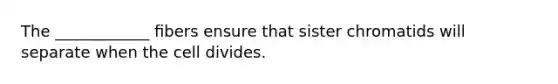 The ____________ ﬁbers ensure that sister chromatids will separate when the cell divides.