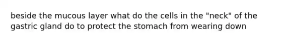 beside the mucous layer what do the cells in the "neck" of the gastric gland do to protect the stomach from wearing down