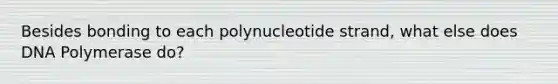 Besides bonding to each polynucleotide strand, what else does DNA Polymerase do?