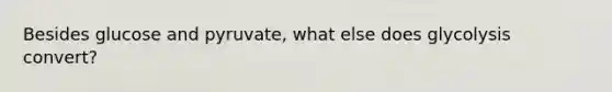 Besides glucose and pyruvate, what else does glycolysis convert?