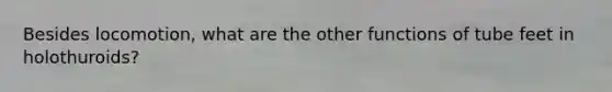 Besides locomotion, what are the other functions of tube feet in holothuroids?