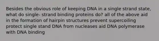 Besides the obvious role of keeping DNA in a single strand state, what do single- strand binding proteins do? all of the above aid in the formation of hairpin structures prevent supercoiling protect single stand DNA from nucleases aid DNA polymerase with DNA binding