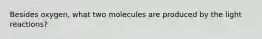 Besides oxygen, what two molecules are produced by the light reactions?