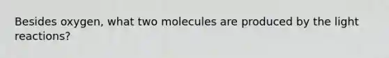 Besides oxygen, what two molecules are produced by the light reactions?