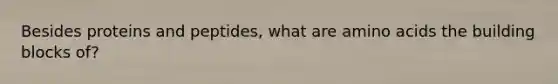 Besides proteins and peptides, what are amino acids the building blocks of?