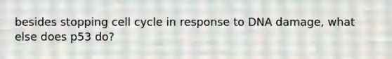 besides stopping cell cycle in response to DNA damage, what else does p53 do?