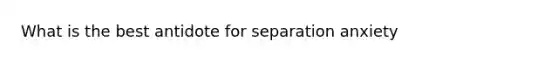 What is the best antidote for separation anxiety