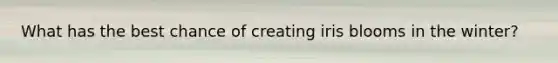 What has the best chance of creating iris blooms in the winter?