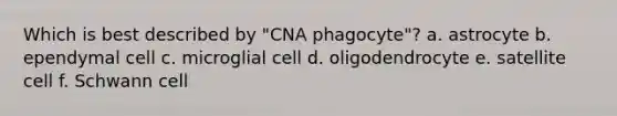 Which is best described by "CNA phagocyte"? a. astrocyte b. ependymal cell c. microglial cell d. oligodendrocyte e. satellite cell f. Schwann cell