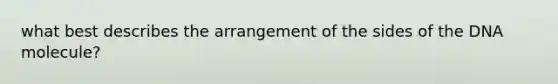 what best describes the arrangement of the sides of the DNA molecule?
