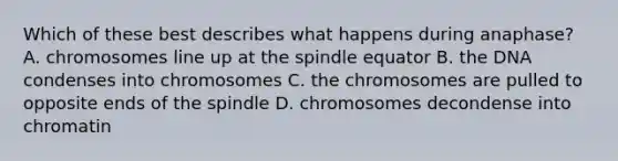 Which of these best describes what happens during anaphase? A. chromosomes line up at the spindle equator B. the DNA condenses into chromosomes C. the chromosomes are pulled to opposite ends of the spindle D. chromosomes decondense into chromatin