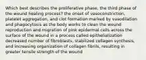 Which best describes the proliferative phase, the third phase of the wound healing process? the onset of vasoconstriction, platelet aggregation, and clot formation marked by vasodilation and phagocytosis as the body works to clean the wound reproduction and migration of pink epidermal cells across the surface of the wound in a process called epithelialization decreased number of fibroblasts, stabilized collagen synthesis, and increasing organization of collagen fibrils, resulting in greater tensile strength of the wound