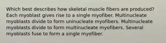 Which best describes how skeletal muscle fibers are produced? Each myoblast gives rise to a single myofiber. Multinucleate myoblasts divide to form uninucleate myofibers. Multinucleate myoblasts divide to form multinucleate myofibers. Several myoblasts fuse to form a single myofiber.