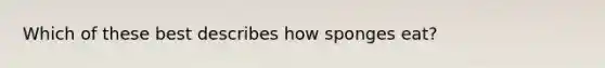 Which of these best describes how sponges eat?