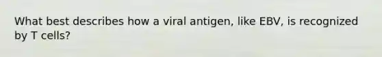 What best describes how a viral antigen, like EBV, is recognized by T cells?