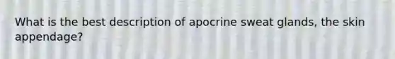 What is the best description of apocrine sweat glands, the skin appendage?