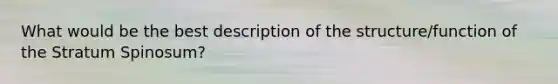 What would be the best description of the structure/function of the Stratum Spinosum?