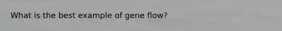 What is the best example of gene flow?