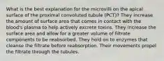 What is the best explanation for the microvilli on the apical surface of the proximal convoluted tubule (PCT)? They increase the amount of surface area that comes in contact with the blood's plasma to help actively excrete toxins. They increase the surface area and allow for a greater volume of filtrate components to be reabsorbed. They hold on to enzymes that cleanse the filtrate before reabsorption. Their movements propel the filtrate through the tubules.