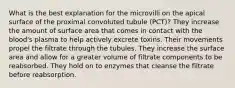 What is the best explanation for the microvilli on the apical surface of the proximal convoluted tubule (PCT)? They increase the amount of surface area that comes in contact with the blood's plasma to help actively excrete toxins. Their movements propel the filtrate through the tubules. They increase the surface area and allow for a greater volume of filtrate components to be reabsorbed. They hold on to enzymes that cleanse the filtrate before reabsorption.