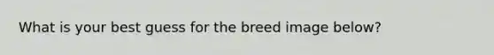 What is your best guess for the breed image below?